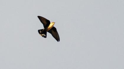 Eurasian Crag Martin