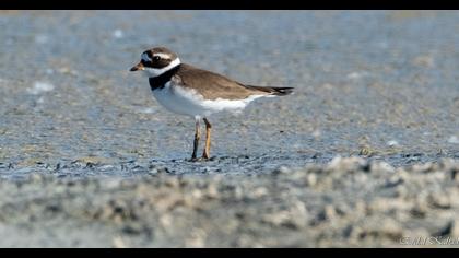 Common Ringed Plover