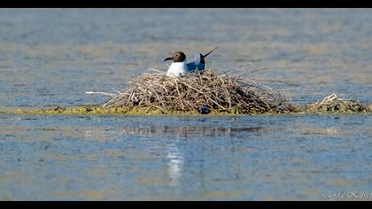 Black-headed Gull