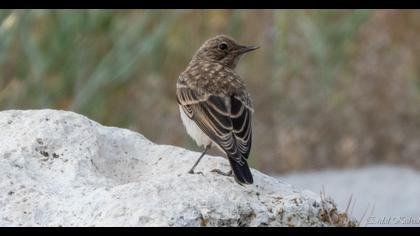Black-eared Wheatear