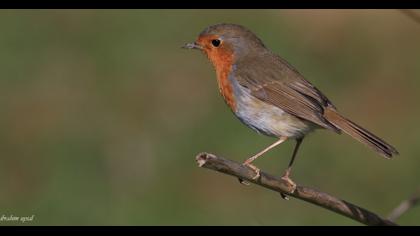 European Robin