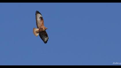 Long-legged Buzzard