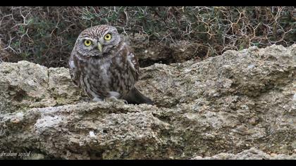 Little Owl