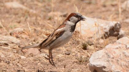 House Sparrow