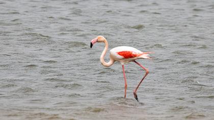 Greater Flamingo