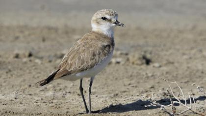 Kentish Plover