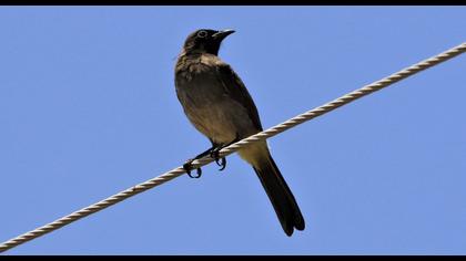 White-spectacled Bulbul