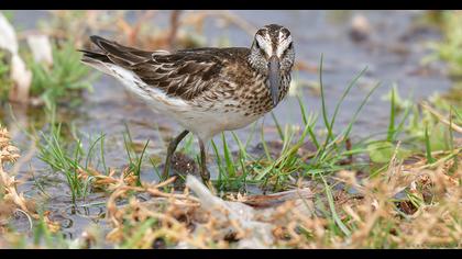Broad-billed Sandpiper