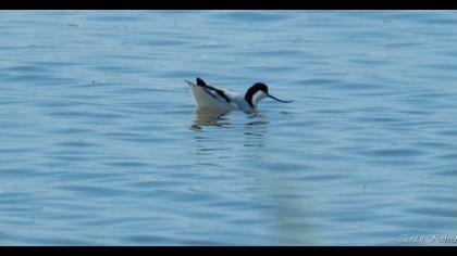 Pied Avocet