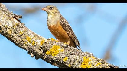 Ortolan Bunting