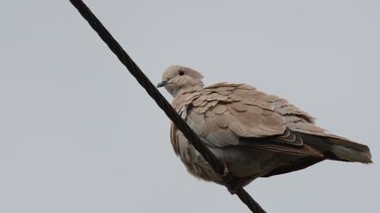 Eurasian Collared Dove