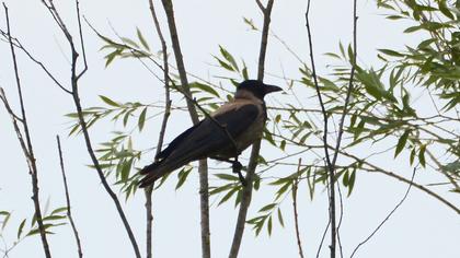 Hooded Crow