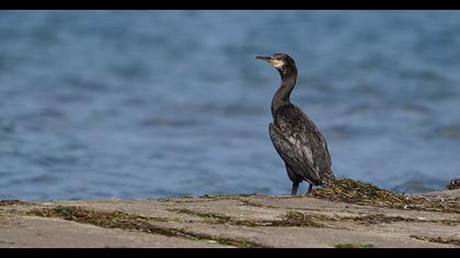 European Shag