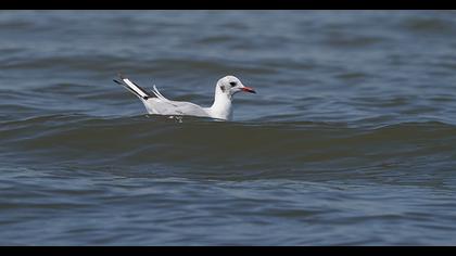 Black-headed Gull