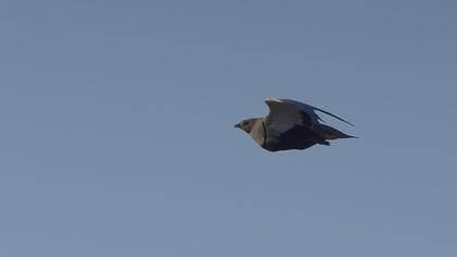 Black-bellied Sandgrouse