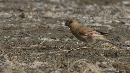 Desert Finch
