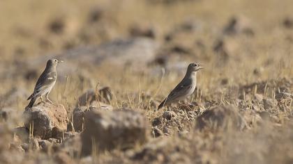 Pale Rockfinch