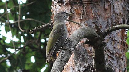 Grey-headed Woodpecker