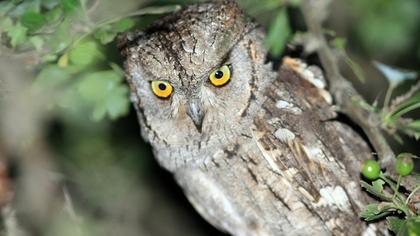 Eurasian Scops Owl