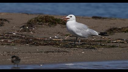Audouin`s Gull