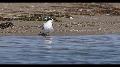 Common Tern