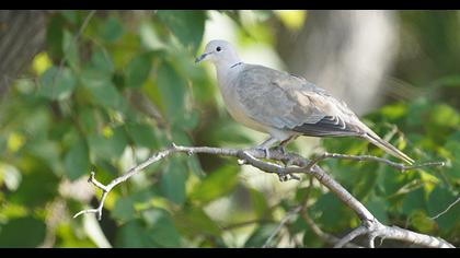 Eurasian Collared Dove