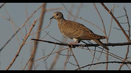 European Turtle Dove