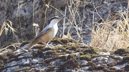Eastern Rock Nuthatch