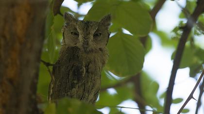 Pallid Scops Owl