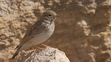 Turkestan Short-toed Lark