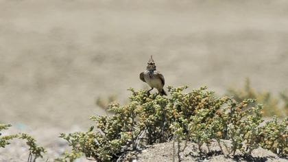 Crested Lark