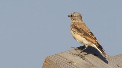 Black-eared Wheatear