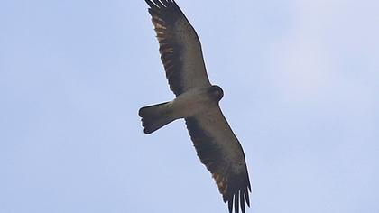 Booted Eagle