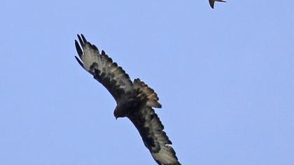 Golden Eagle