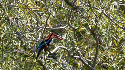 White-throated Kingfisher