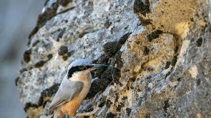 Eastern Rock Nuthatch