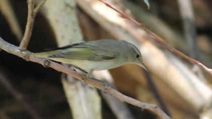 Eastern Bonelli`s Warbler