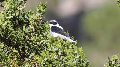 Black-eared Wheatear