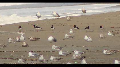Eurasian Oystercatcher