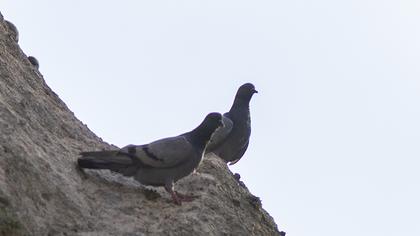 Rock Dove