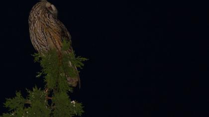 Long-eared Owl