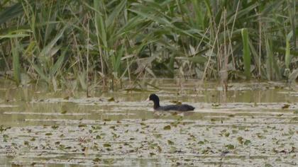 Eurasian Coot