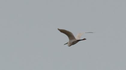 Little Egret
