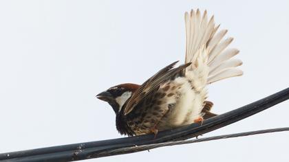 Spanish Sparrow