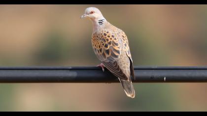 European Turtle Dove
