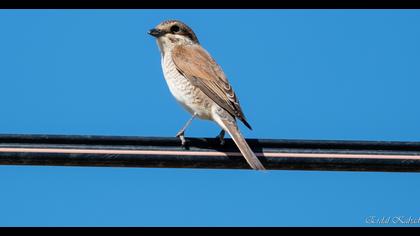 Red-backed Shrike