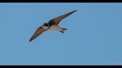 Sand Martin