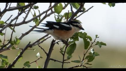 Masked Shrike