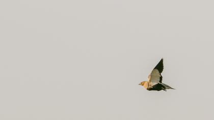 Black-bellied Sandgrouse