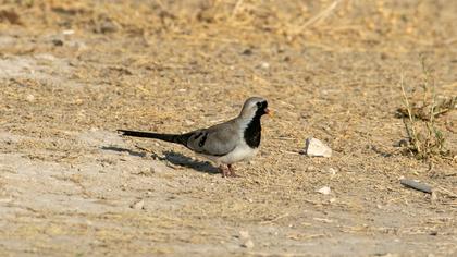 Namaqua Dove